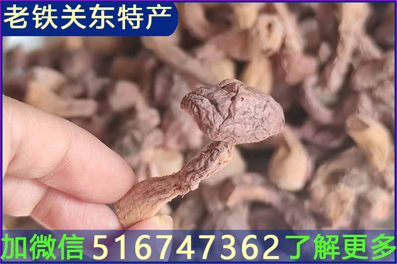 野生松树蘑多少钱一斤？哪里有好的野生松树蘑？